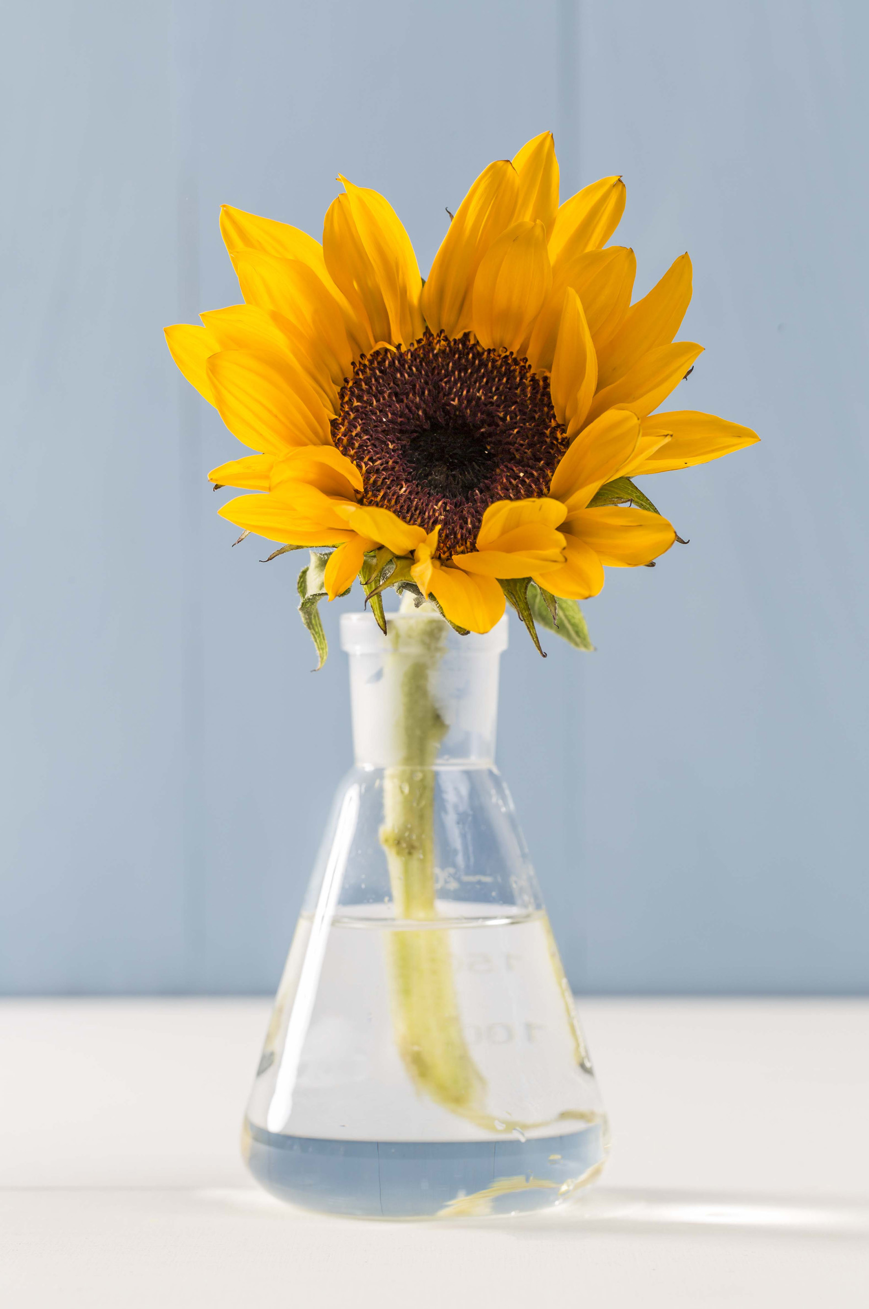 AURO_Glas_Sonnenblume